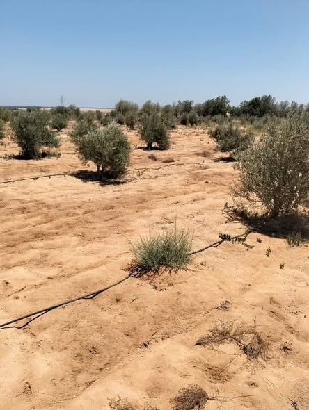أرض زراعية ضخمة للبيع في النوبارية مع بيت وبئر - 3