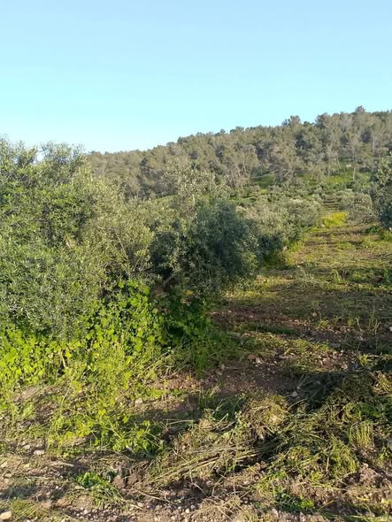 أرض 2.5 دونم مطلة على بحيرة طبريا ونهر اليرموك - 4