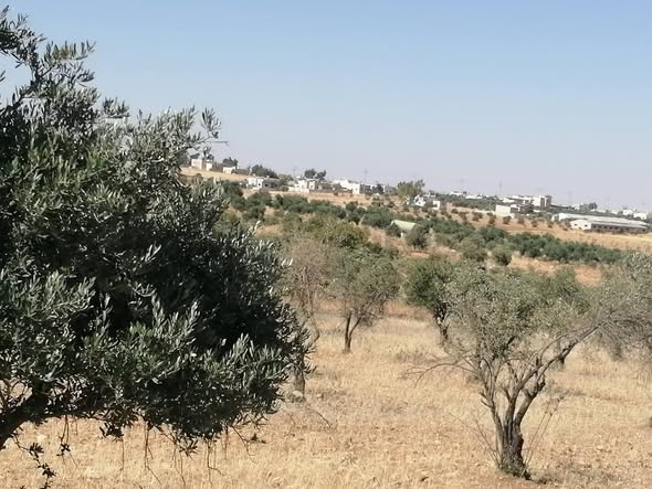 مزرعة زيتون استثنائية للبيع في رحاب - 4