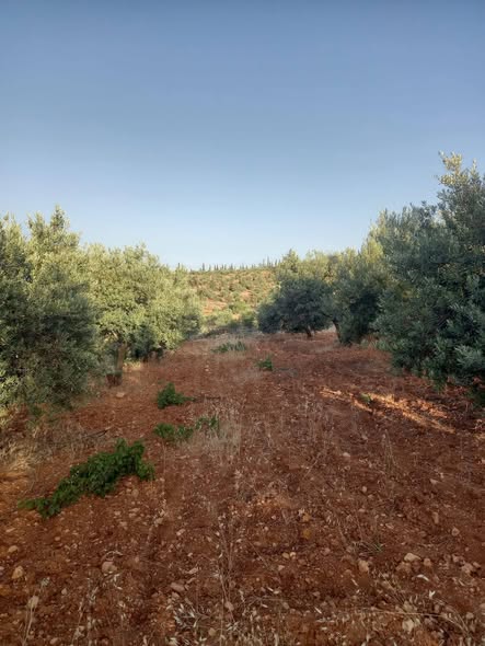 مزرعة زيتون مثمرة للبيع في جرش - 4