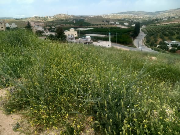 أرض مميزة للبيع في جرش – موقع استراتيجي وإطلالة رائعة