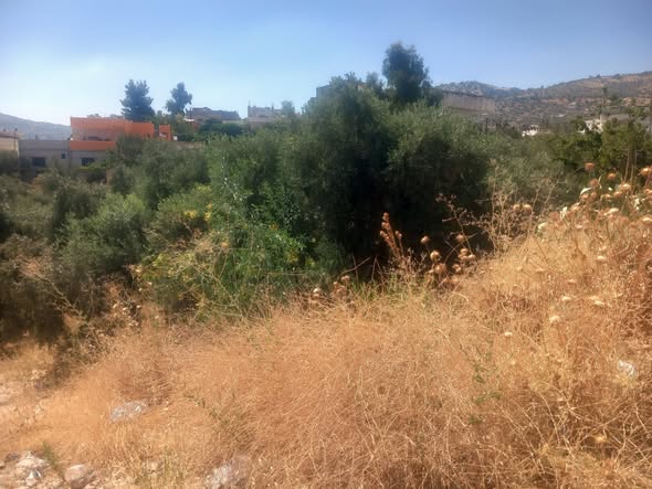 مزرعة زيتون فاخرة للبيع في جرش - 3