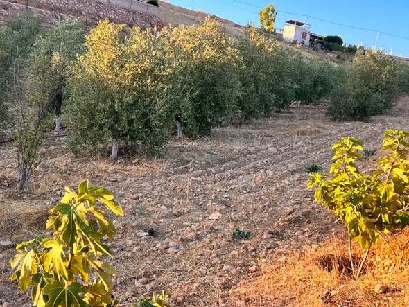 مزرعة خضراء للبيع في بلعما - 3