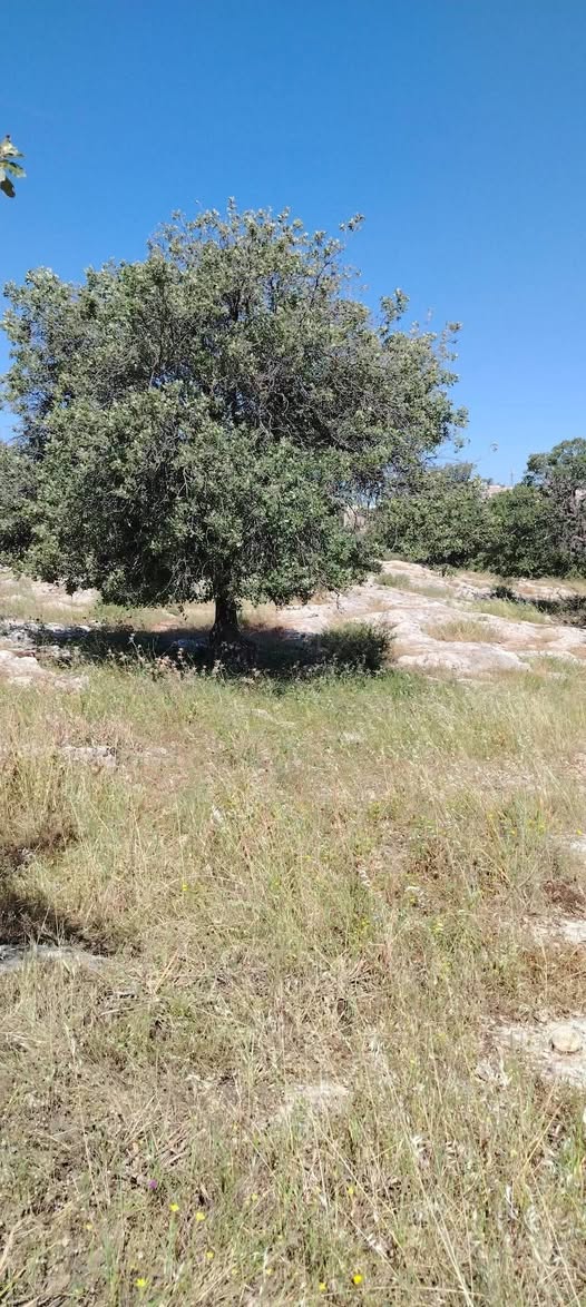 أرض زراعية للبيع في زبدة الوسطية - مساحة كبيرة