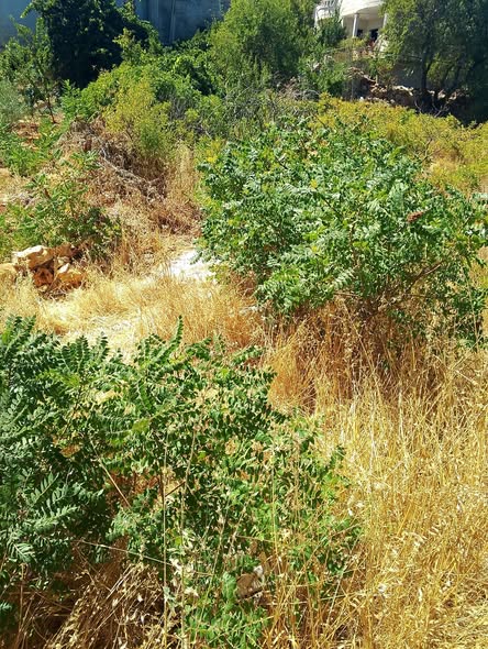 أرض سكنية مميزة للبيع في عجلون / عبين - 3