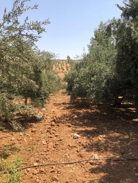 مزرعة استثمارية للبيع في المفرق – بلعما - 2