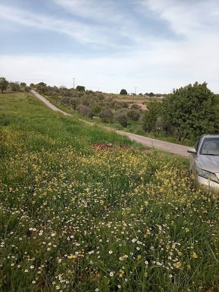 أرض زراعية للبيع في صخرة - 3