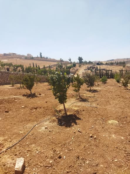 مزرعة نموذجية للبيع - 2