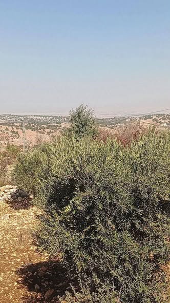 أرض سكنية مميزة للبيع في عجلون بجانب الجامعة