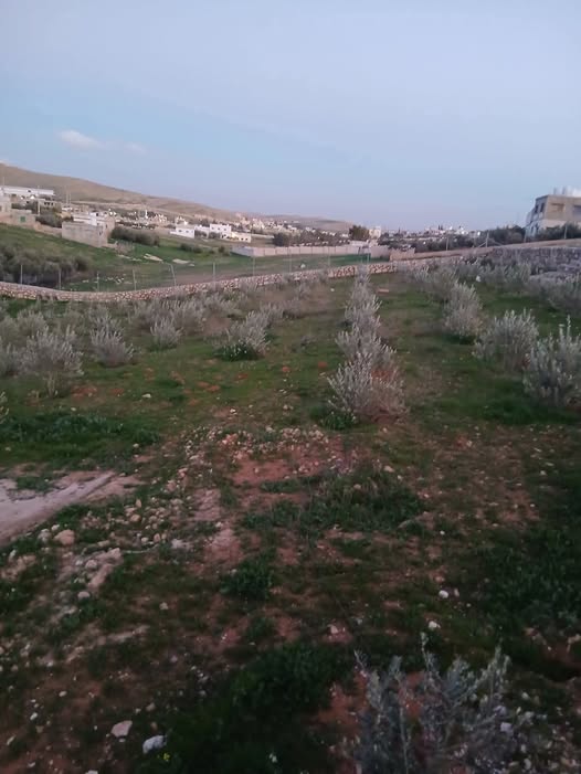 أرض زراعية مزروعة بالزيتون للبيع في الظاهرية - الزنيه