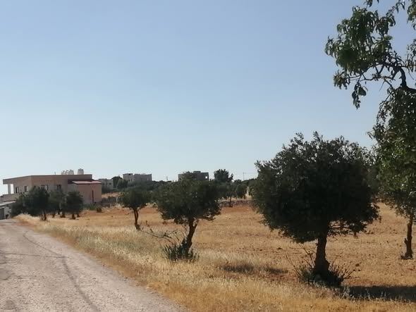 مزرعة زيتون استثنائية للبيع في رحاب