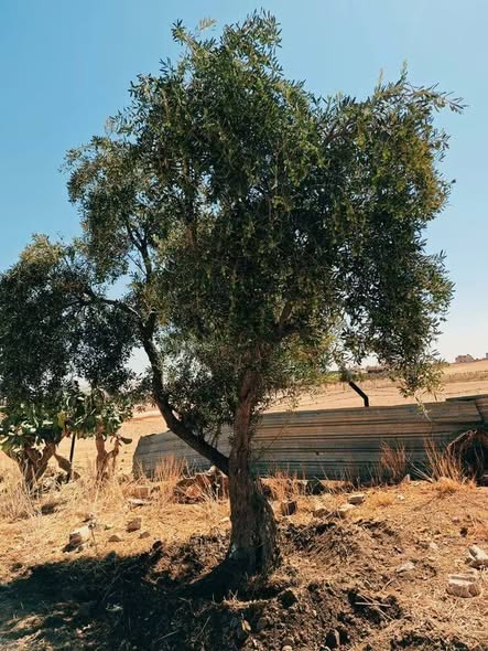 فرصة استثمارية: أراضٍ زراعية مميزة في بلعما - 5