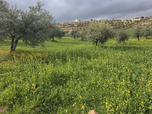 أرض زراعية استثمارية في جرش