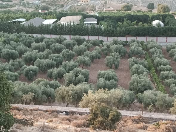 أرض زراعية فاخرة للبيع في السلط جلعاد - 2