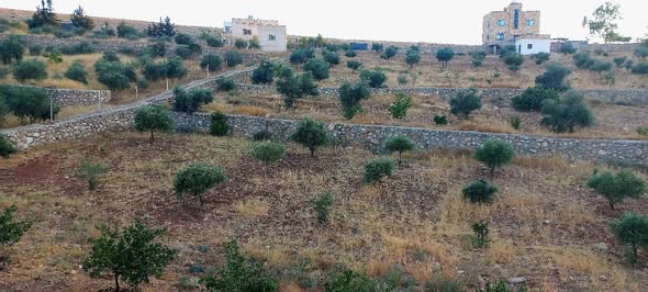 مزرعة فاخرة للبيع بموقع ريفي ساحر غرب بلعما - 2